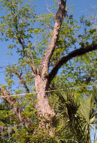 Pecan tree, full