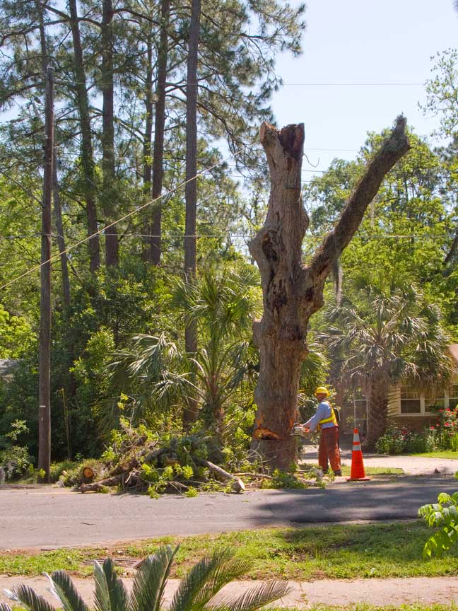 Pecan tree, cutting the trunk