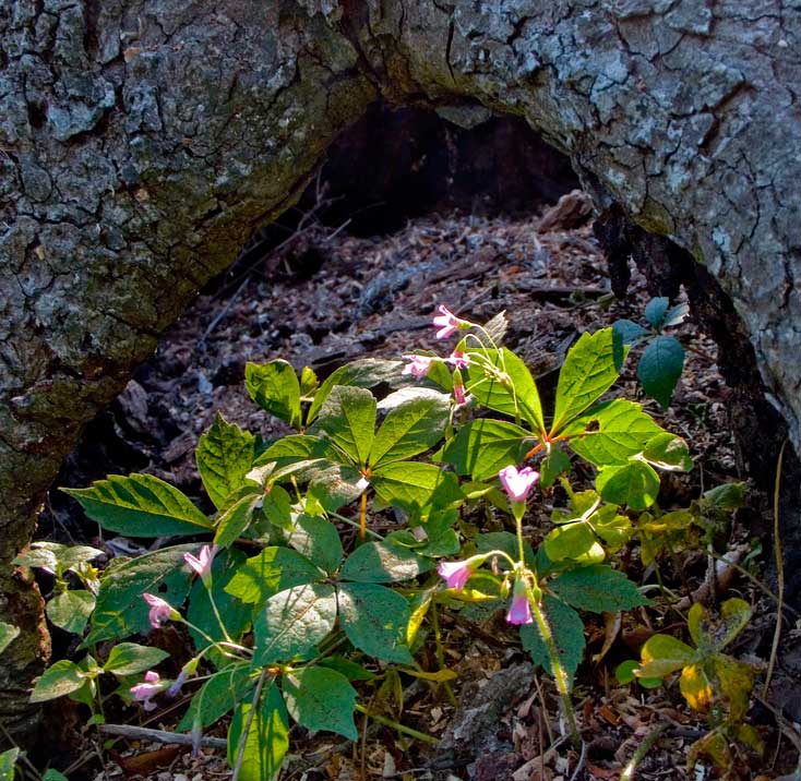 Pecan stump, leaves