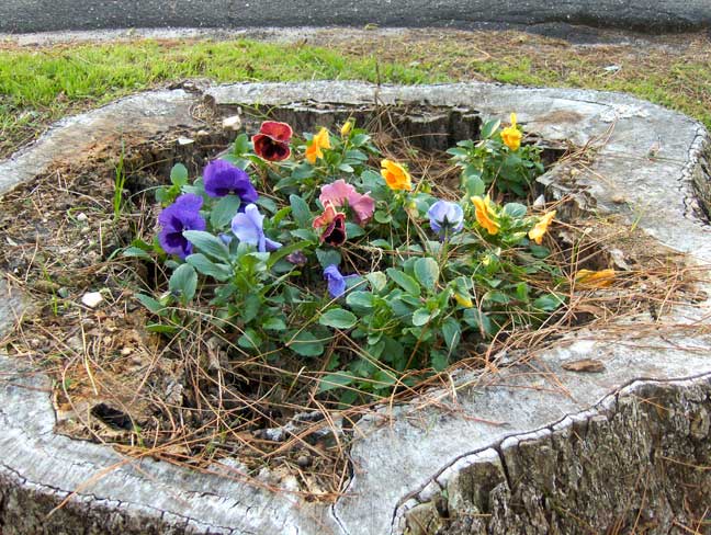 Pecan stump pansies