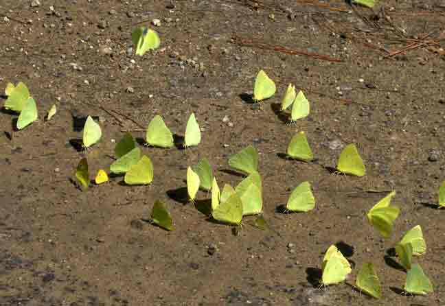 Butterflies in the Mud